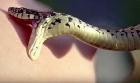 Pertolongan pertama saat terkena gigitan ular berbisa